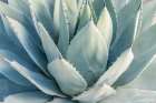 Arizona, Tucson. Tucson Botanical Garden, agave Art Print